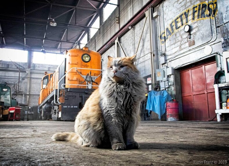 12 котов-работяг, которые нашли реальную работу на свои лапки