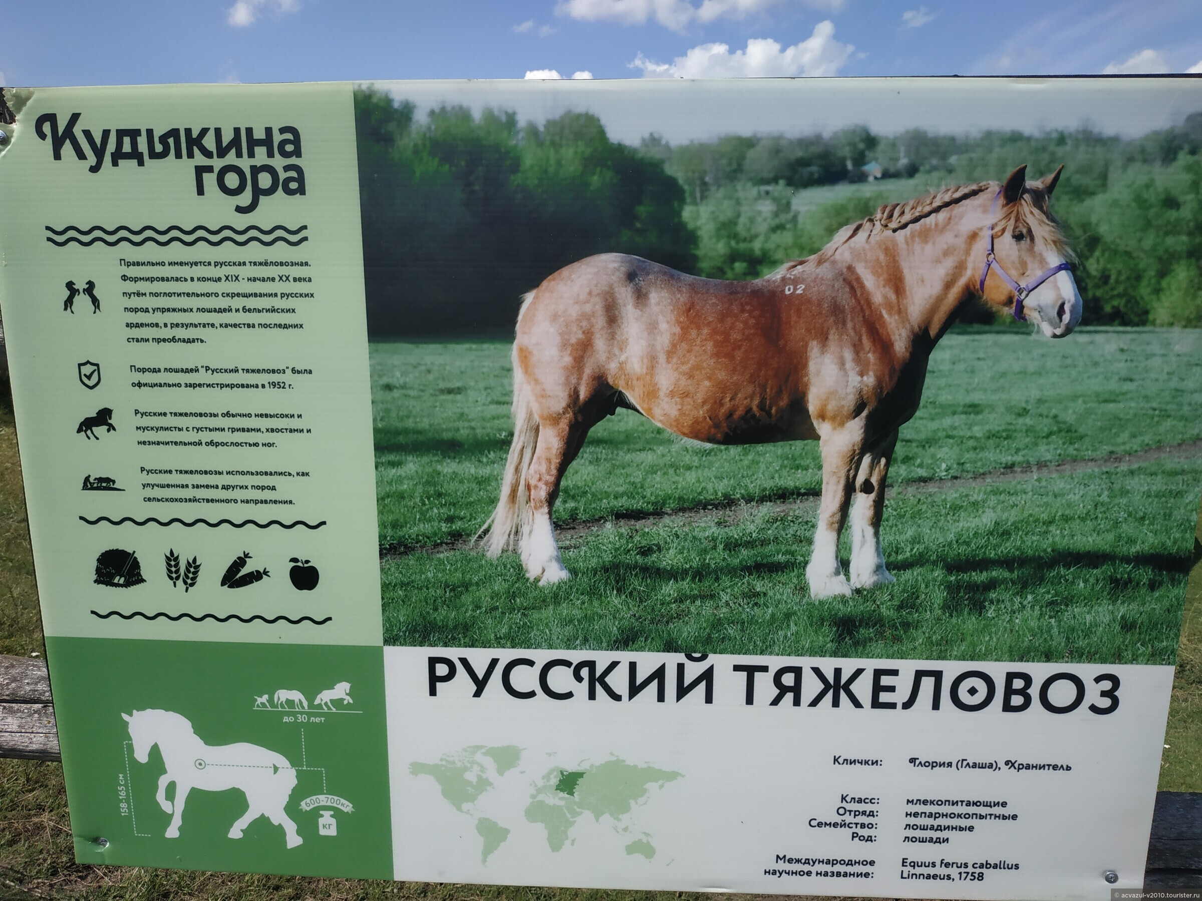 Kudikina ru автобус. Лошади на Кудыкиной горе. Кудыкина гора лошади. Лошадь тяжеловоз на Кудыкиной горе. Породы коней на Кудыкиной горе.