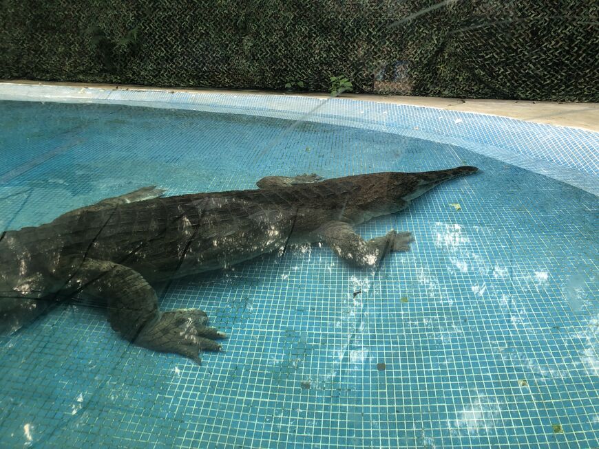 Крокодиловая ферма в Гуанчжоу (Guangzhou Crocodile Park)