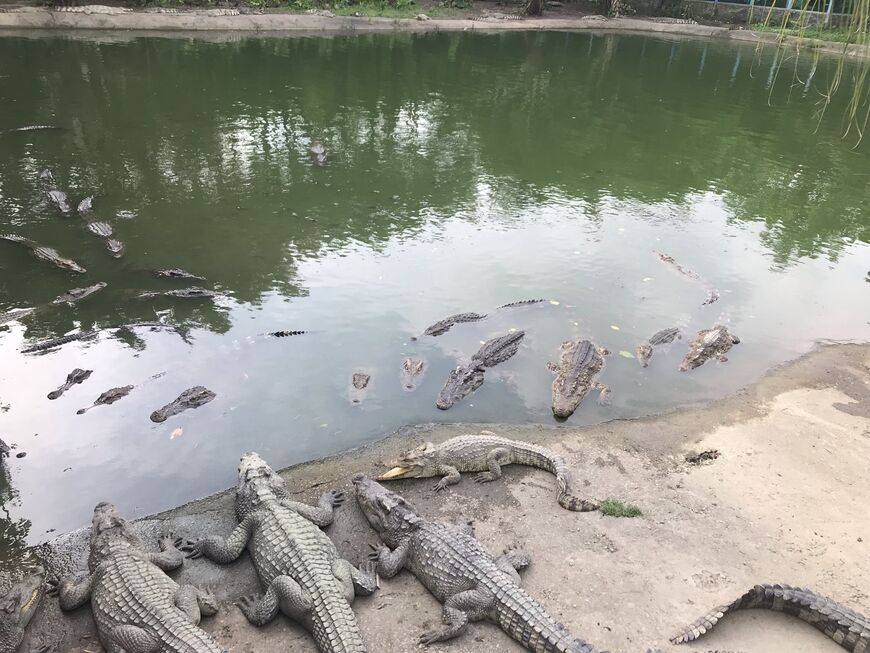 Крокодиловая ферма в Гуанчжоу (Guangzhou Crocodile Park)