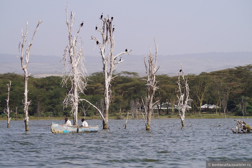 Кенийский дневник. День 4. Озеро Найваша