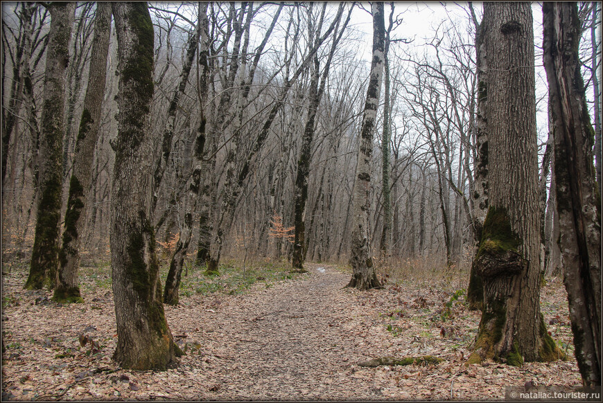 Монохромно-хрустальный январский лес