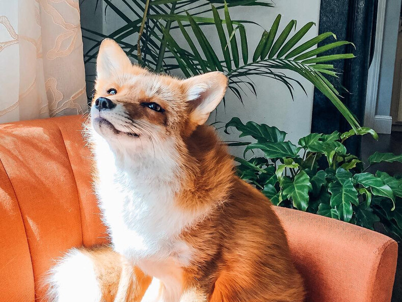 9 самых популярных животных-блогеров в Instagram