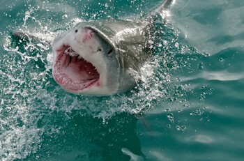 Три случая нападения акул на людей за один день произошли у берегов Флориды