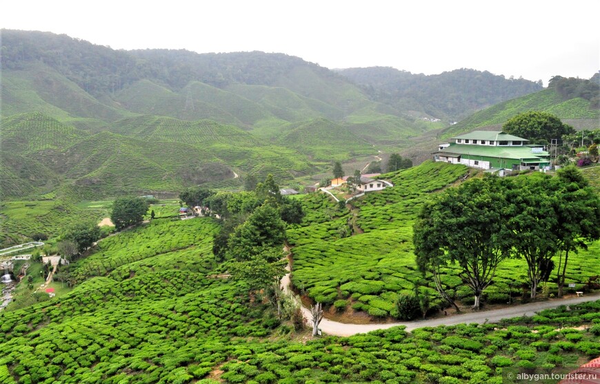 Вид на чайные плантации нагорья Камерон