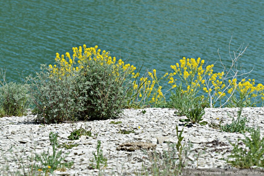 По берегам озера много цветов