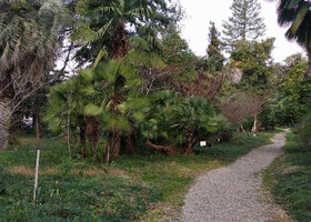 Ботанический сад в январе. Сухум