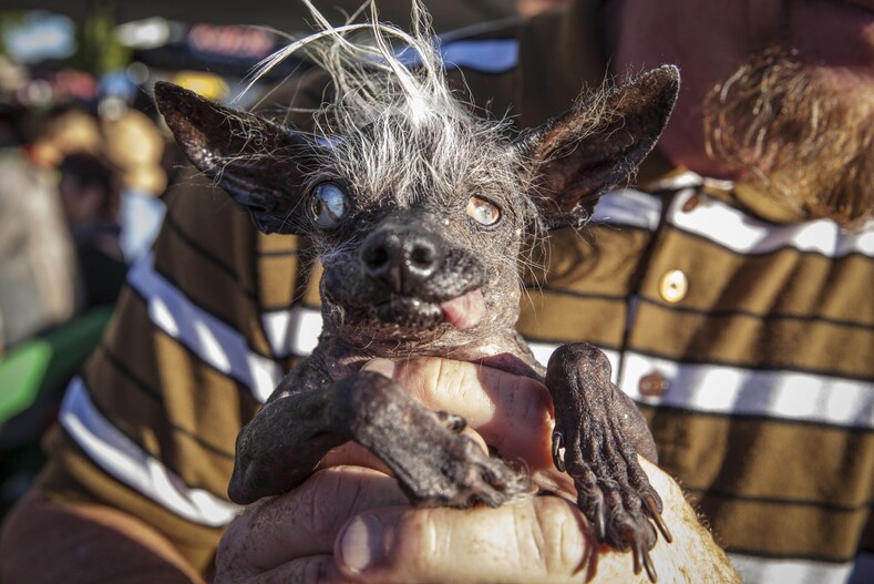 11 фото победителей конкурса «Самая уродливая собака в мире»