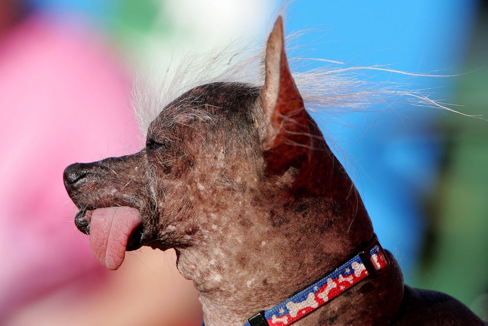 11 фото победителей конкурса «Самая уродливая собака в мире» — блог туриста  Dasha1553 на Туристер.Ру