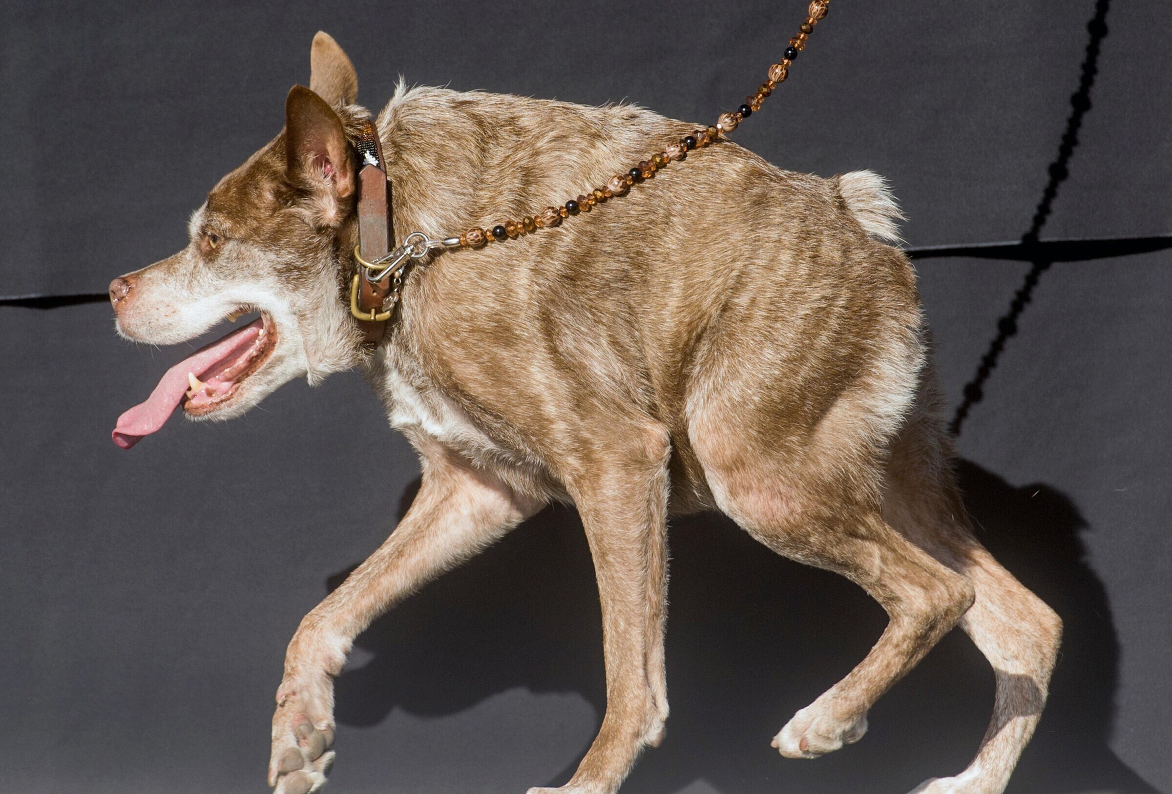 11 фото победителей конкурса «Самая уродливая собака в мире» — блог туриста  Dasha1553 на Туристер.Ру