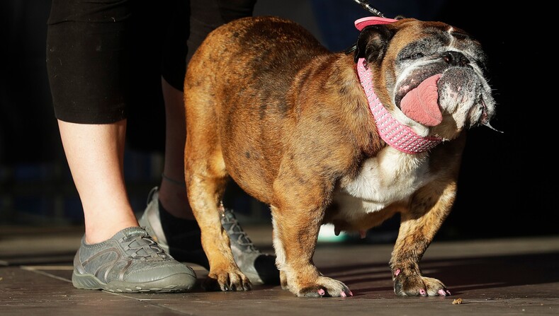 11 фото победителей конкурса «Самая уродливая собака в мире»