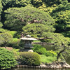 Shinjuku Gyoen — национальный парк с потрясающими японскими садами