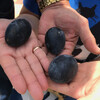 Черные яйца «куро-тамаго» 