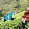 На чайной плантации