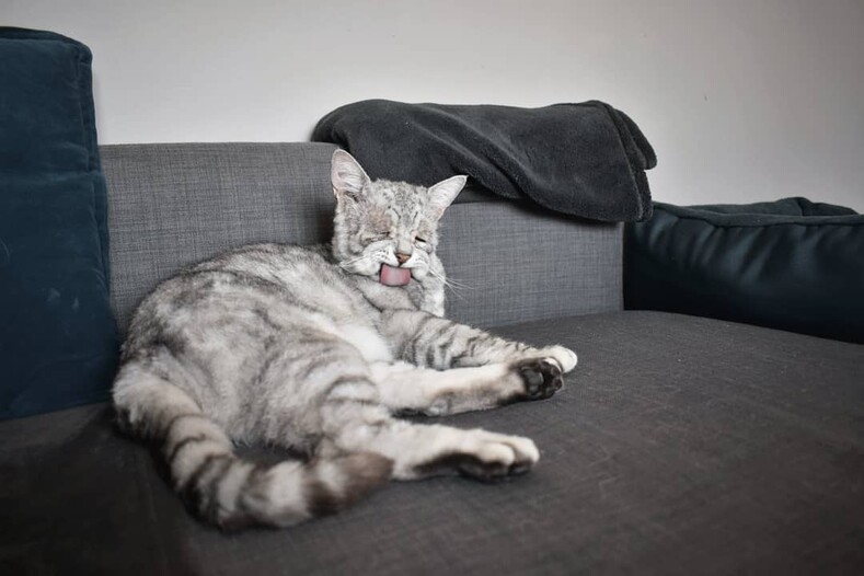 Фото кота, который похож на старика, покорили интернет
