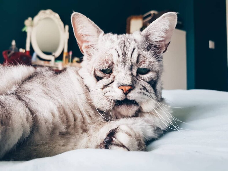Фото кота, который похож на старика, покорили интернет