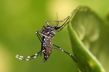 На курортах Кубани обнаружены комары-переносчики лихорадок Денге и Зика 