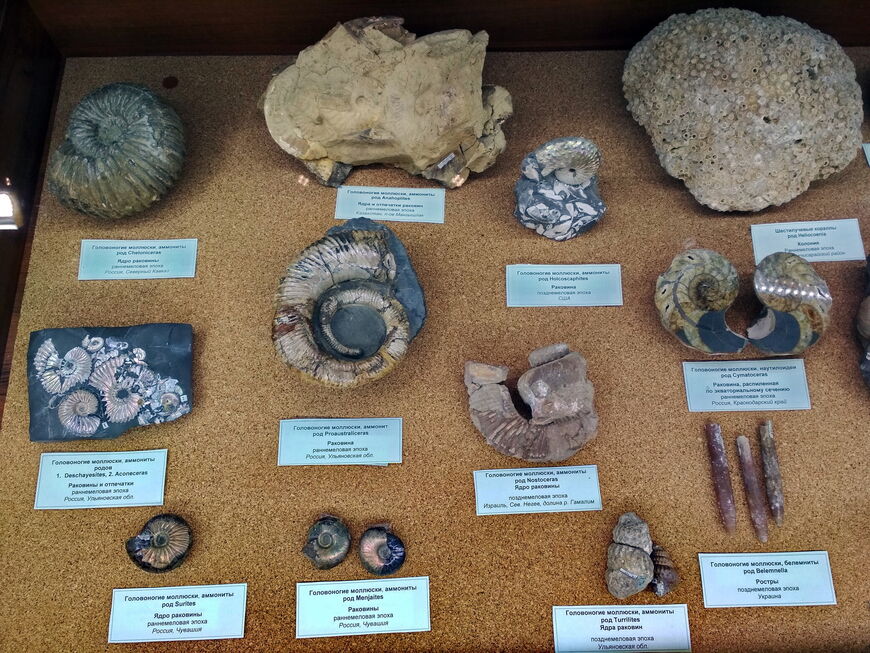 Отпечатки, ядра и раковины древних моллюсков 