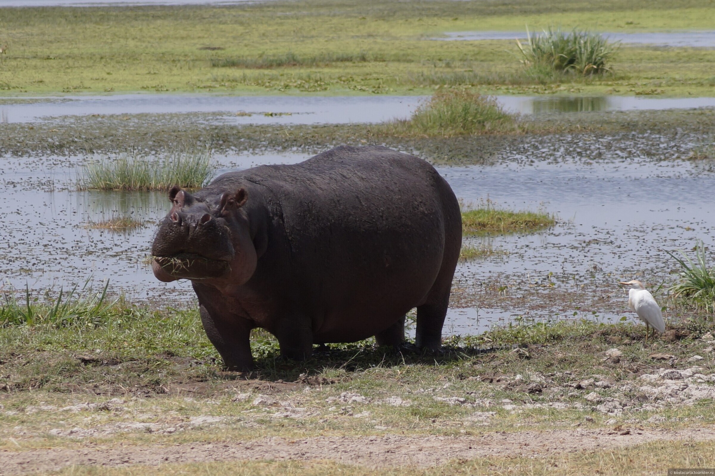 Самый тяжелый бегемот. Нильский Бегемот. Hippopotamus gorgops. Большой Бегемот. Самый большой Бегемот.