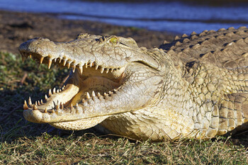 На пляжах Австралии следят за крокодилами с помощью дронов  