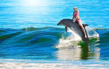 Туристам запретили плавать с дельфинами в Новой Зеландии