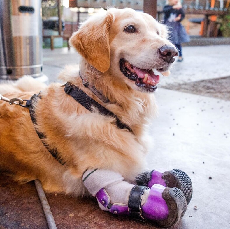 Фото: собака без лап покорила интернет своей трагичной историей