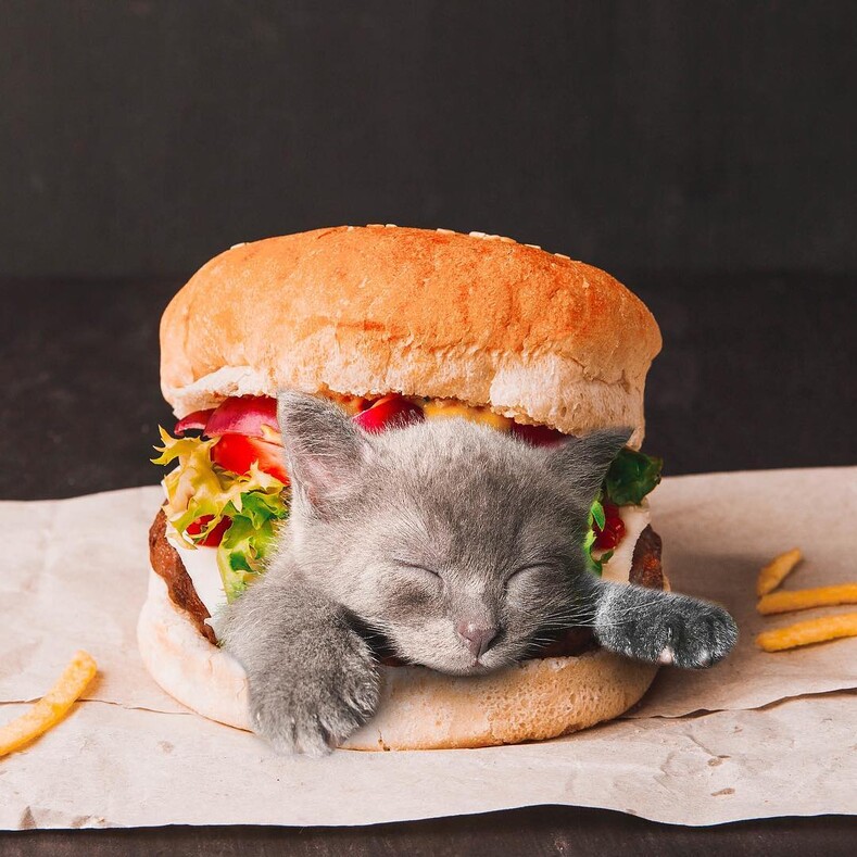 Забавный и милый фотопроект художницы из Санкт-Петербурга Кошки в еде