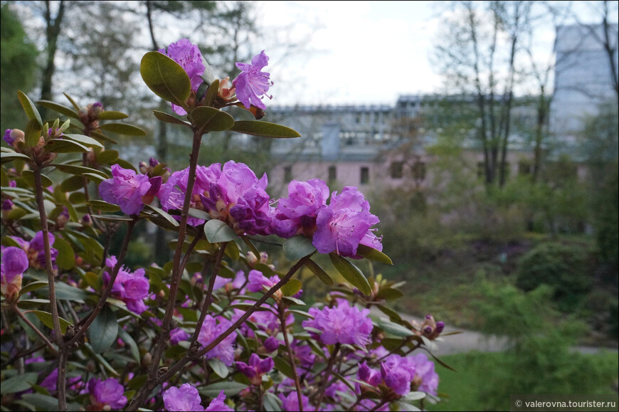 В Ботаническом саду города Тарту