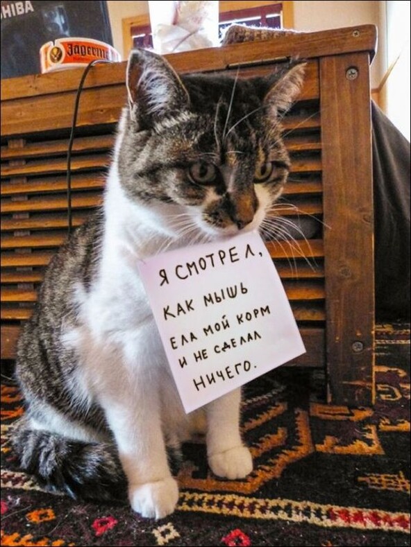 Бессовестно честные коты: шокирующие признания маленьких проказников