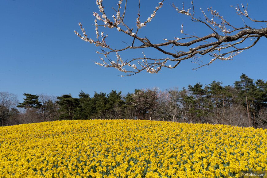 В Японских садаъ всегда что то цветёт и цветы передают эстафету цветения друг другу