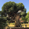Бонсай - коллекция карликовых деревьев