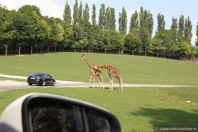 вот так жирафы разгуливают по парку
