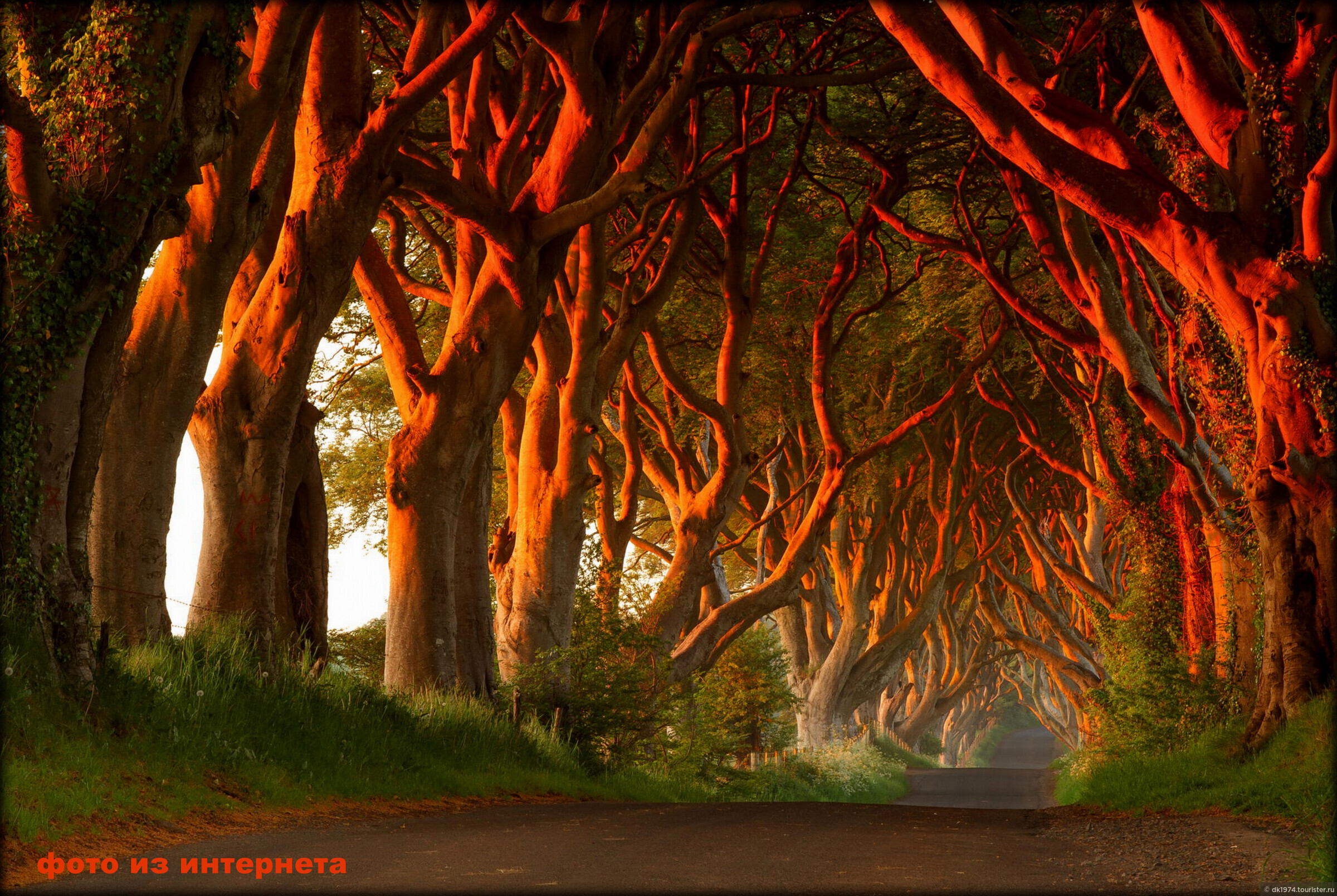 Сон красивые деревья. Аллея дарк Хеджес Великобритания. Дарк Хеджес Северная Ирландия. Аллея дарк Хеджес, Антрим, Северная Ирландия. Буковая аллея в Северной Ирландии.