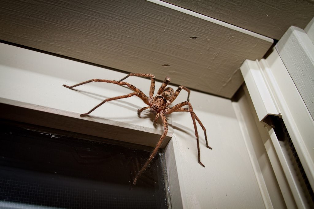 Какие пауки водятся в австралии