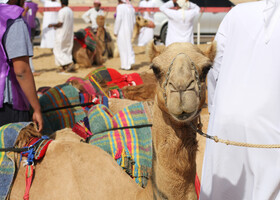 Верблюжьи бега в Абу-Даби