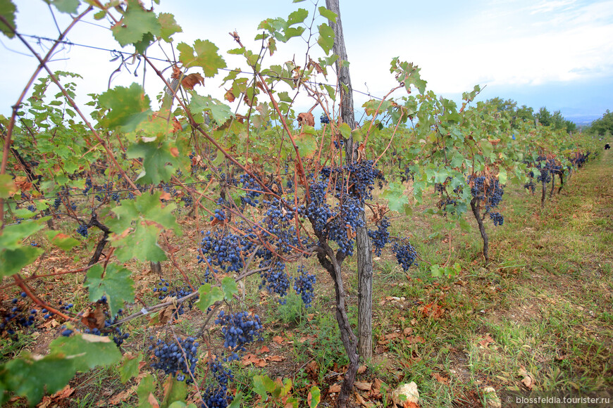 Ртвели, сбор винограда, в Мукузани