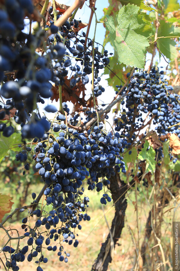 Ртвели, сбор винограда, в Мукузани