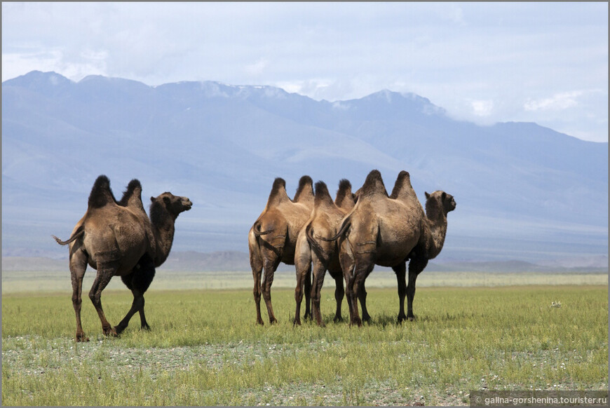 В поисках утраченного времени. Часть 3. Монголия встретила запахом полыни