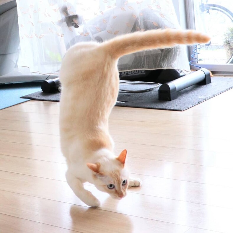 Вирусные фото: кот покорил пользователей интернета необычными танцами