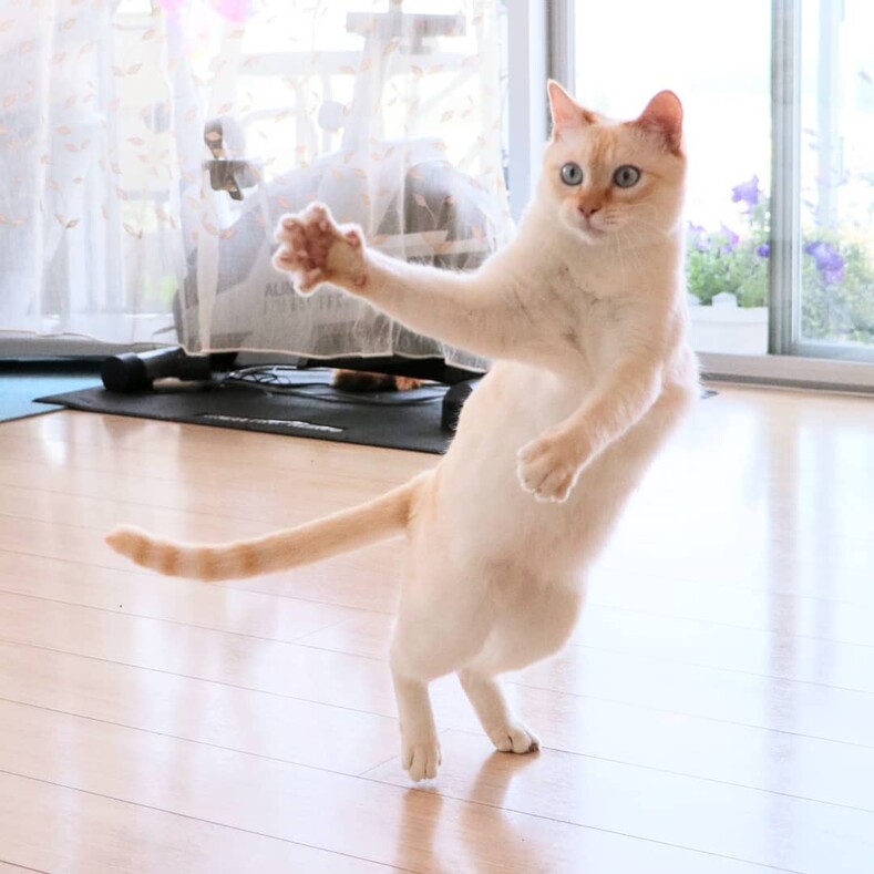Вирусные фото: кот покорил пользователей интернета необычными танцами