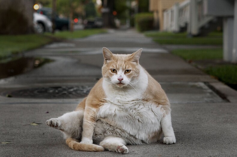 Я не толстый, это кость пушистая: 13 толстеньких животных, которые точно знают свой секрет успеха