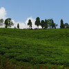 Temi tea estate