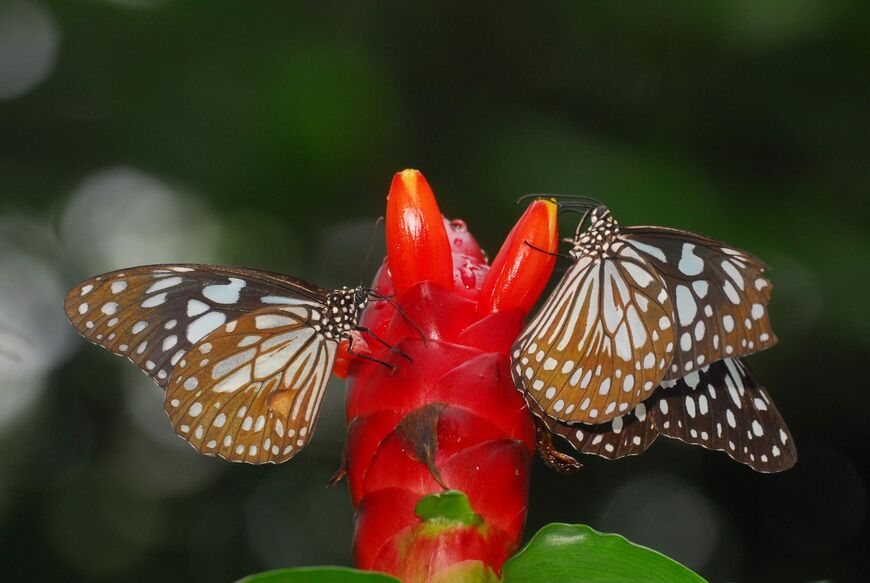Парк бабочек в Бангкоке