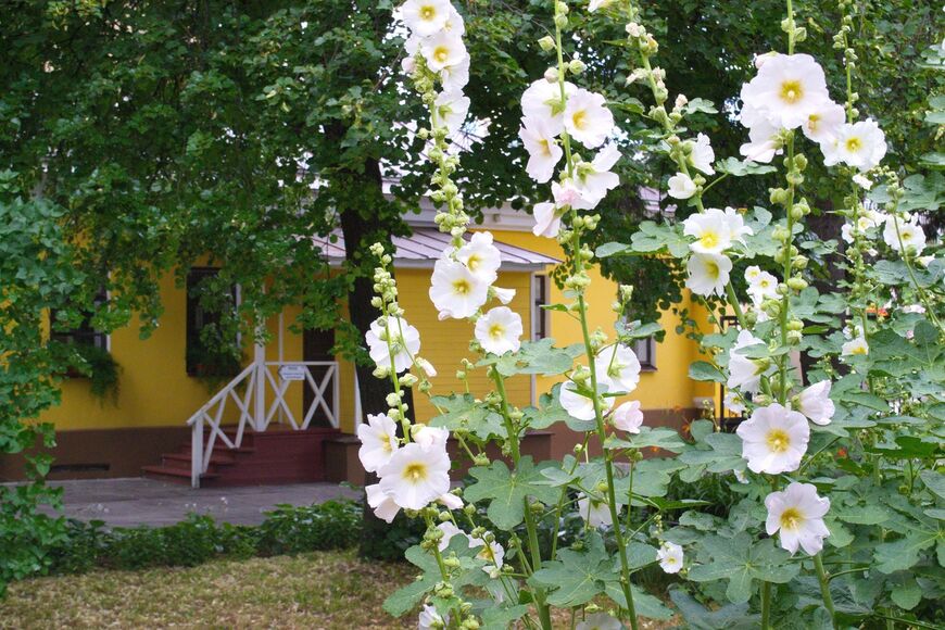 Во дворе дома Никитина высажены любимые цветы поэта - мальвы