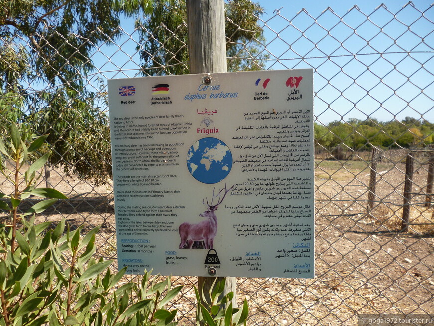 В мире животных или прогулка в зоопарк Фригия. Тунис, Хаммамет