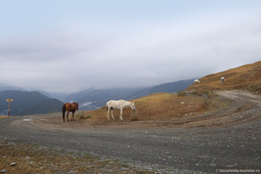 Второе путешествие в Тушети, переход через перевал Ацунта в Хевсурети. Часть 1