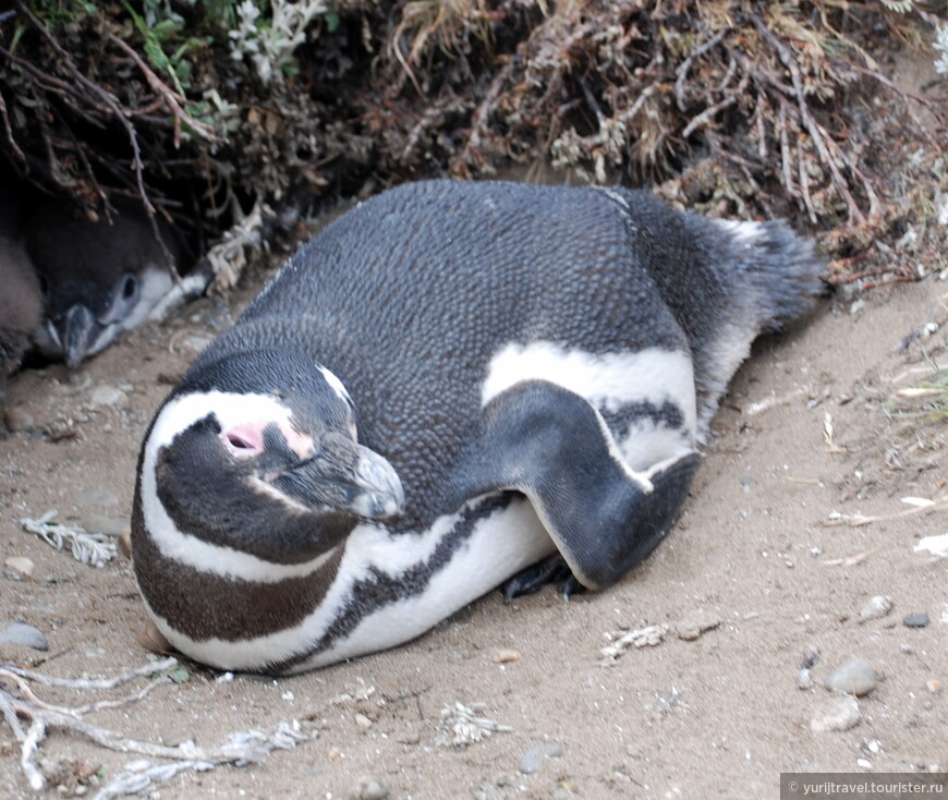 Встреча с пингвинами в Патагонии