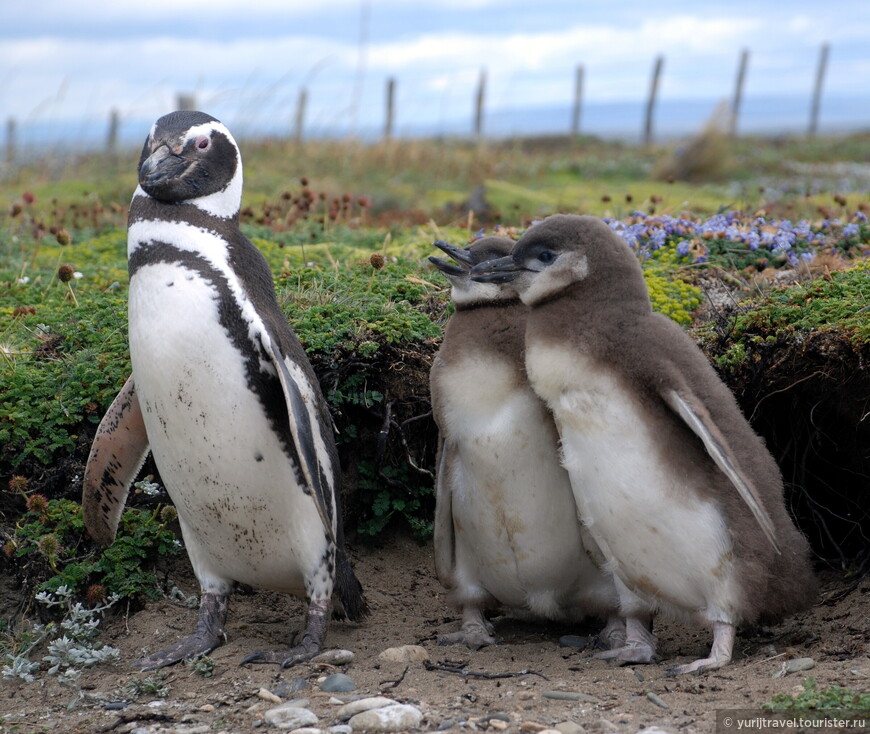 Встреча с пингвинами в Патагонии