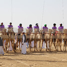 Верблюжьи бега в Абу-Даби