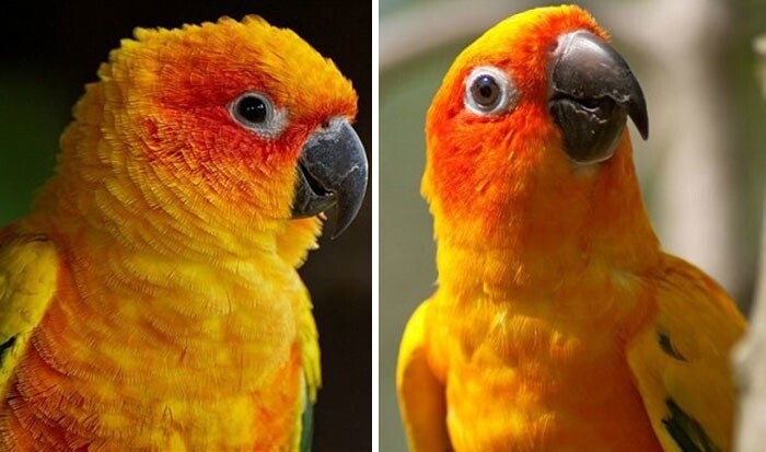 14 фотоисторий о животных, до и после того, как их похвалили
